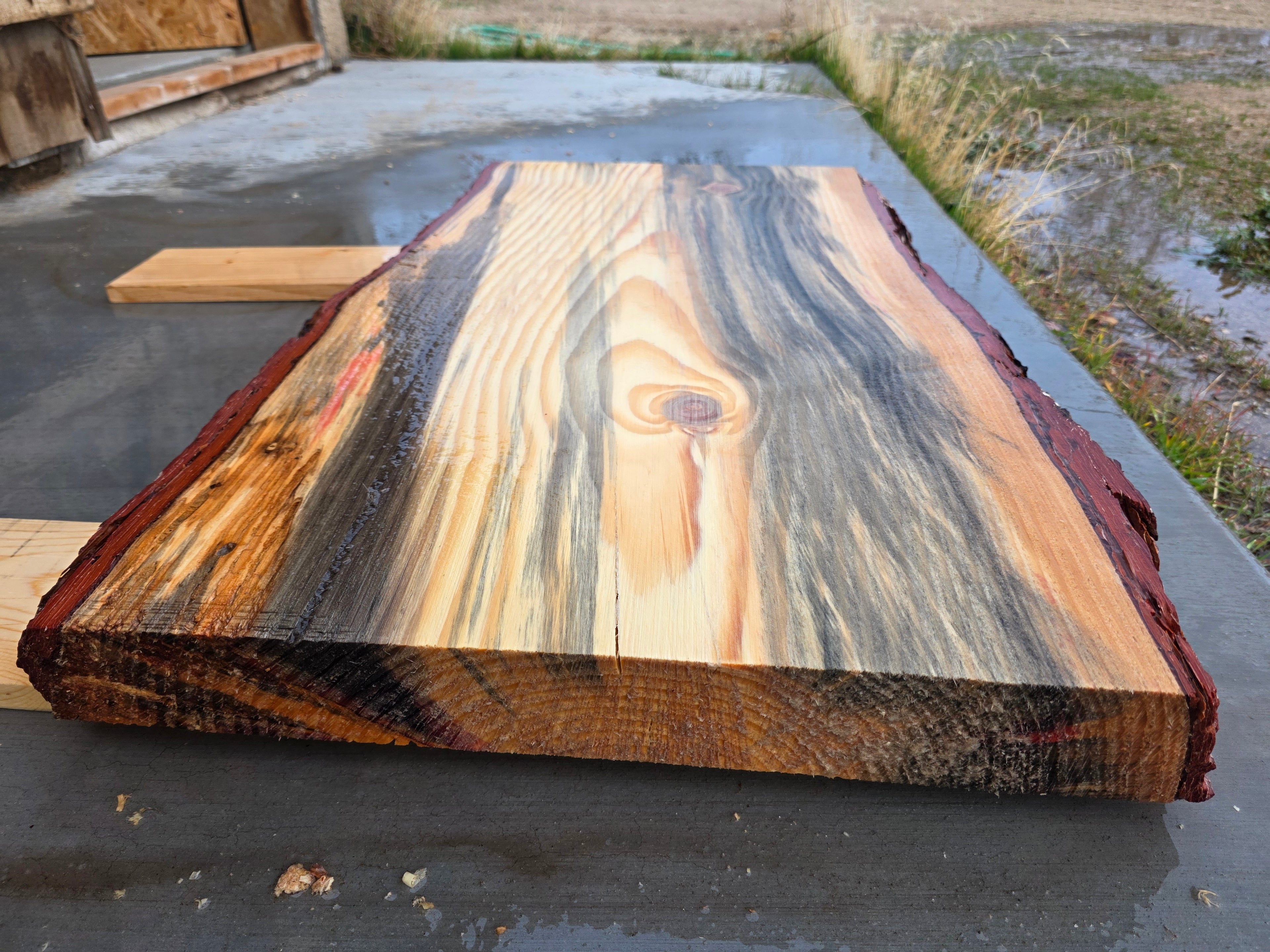 Pine with Red and Grey Hue 2"