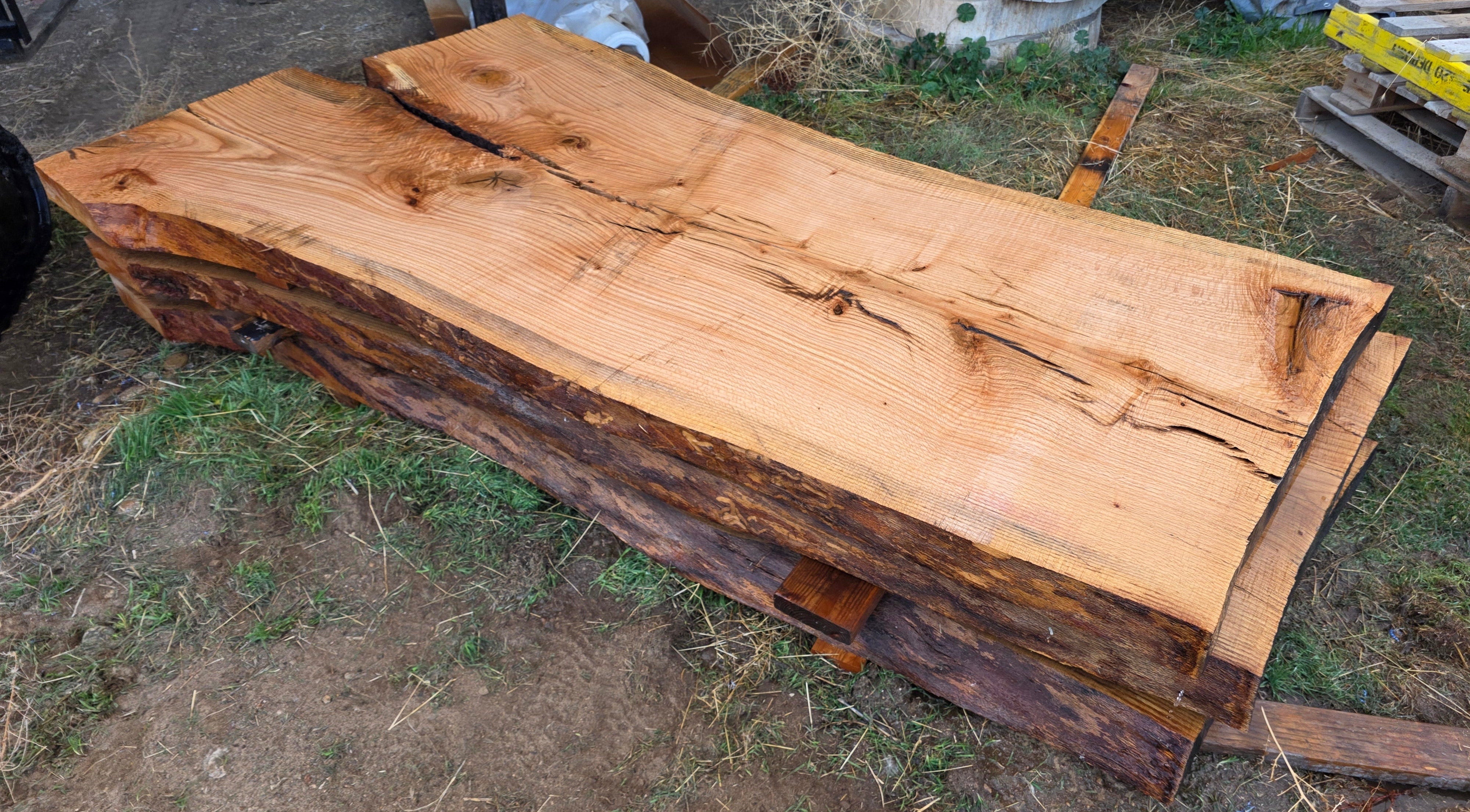 Chinese Elm 3