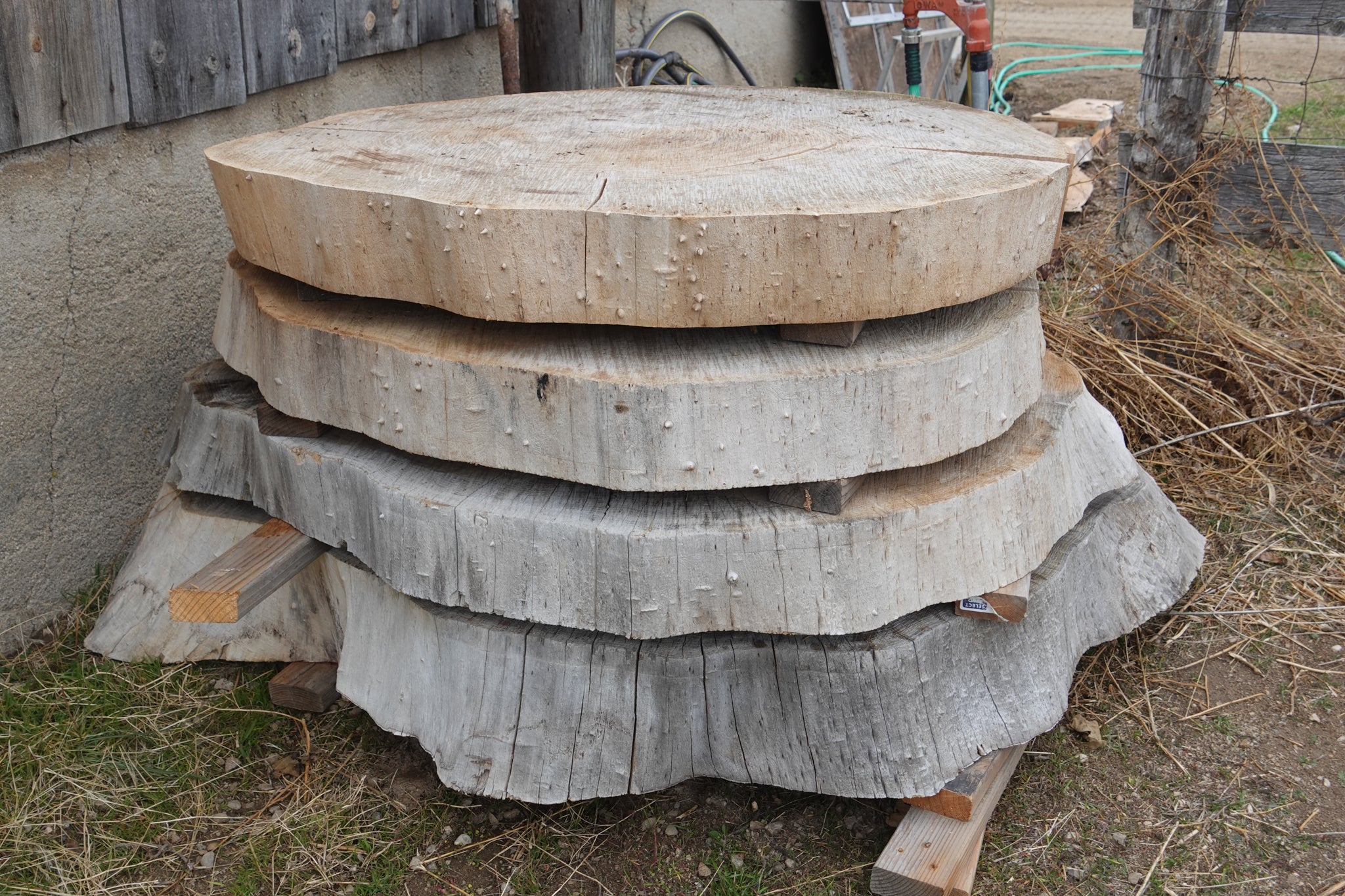 Elm Live edge Rounds 3"