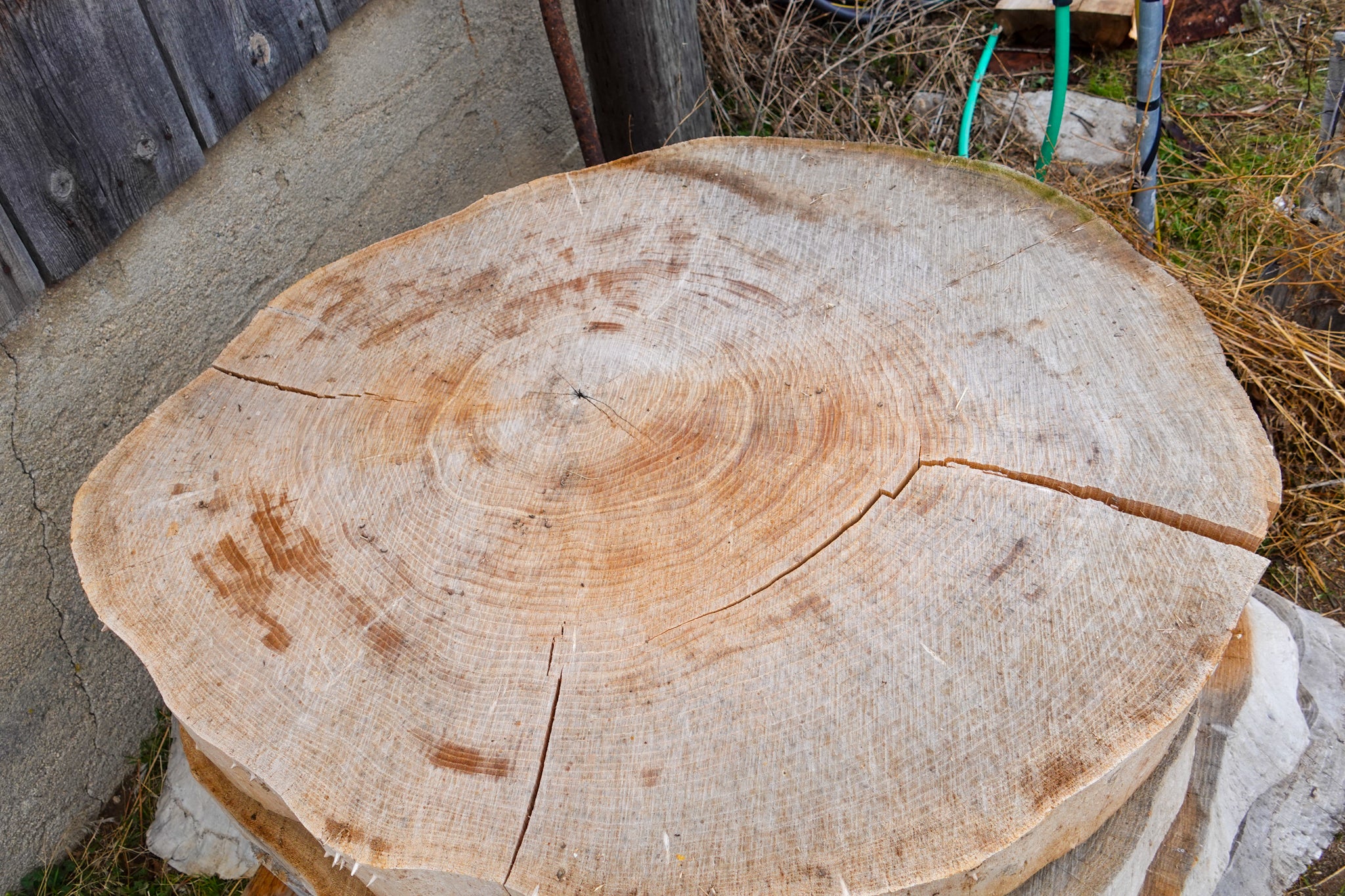 Elm Live edge Rounds 3"